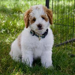 Sleepy - male Australian Mountain Doodle puppy in Decatur, Illinois from Signature Doodles