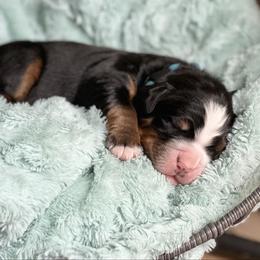 Alvin - Black rust and white male Bernese Mountain Dog puppy in Fitzgerald, Georgia from Southern Charm Bernese