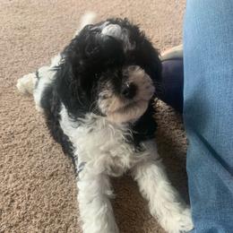 Amber - Parti female Poodle puppy in Haddam, Kansas from Golden B Acres