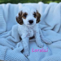 Cavapoo Puppies from North Ranch Doodles