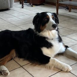 Leah - Australian Shepherd