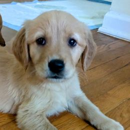 Brook - Golden female Golden Retriever puppy in Pamplin, Virginia from Hope & Joy Acres
