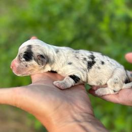 Espresso - Blue merle and white female American Corgi puppy in Bayard, Nebraska from Puppies by Alies