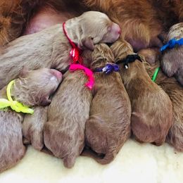 Goldendoodle Puppies from Carefree Goldendoodles