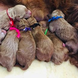 Goldendoodle Puppies from Carefree Goldendoodles