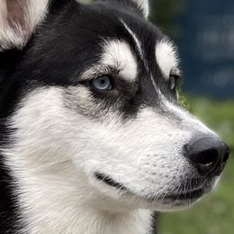 Siberian Huskies from Meekos Husky