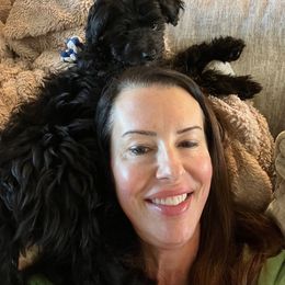 Aussiedoodle and Goldendoodle Puppies from Gray Doodles