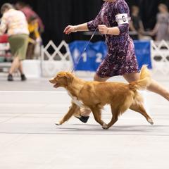 Nova Scotia Duck Tolling Retriever All Grown Up from RiverSong Tollers