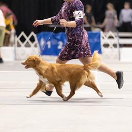 Nova Scotia Duck Tolling Retriever All Grown Up from RiverSong Tollers