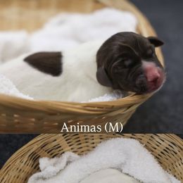 Animas - Liver and white male German Shorthaired Pointer puppy in Albuquerque, Colorado from Trillium German Shorthaired Pointers