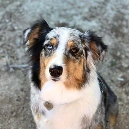 Australian Shepherds from Crown Australian Shepherds