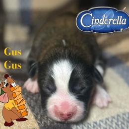 Gus Gus - Sable male Pembroke Welsh Corgi puppy in Valley, Washington from Corgis of the Mountain Valley
