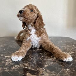 Goldendoodle and Poodle All Grown Up from Wischmeier’s Doodles