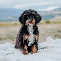 White girl - Black and tan female Cockapoo puppy in Missoula, Montana from Big Sky Cockapoos