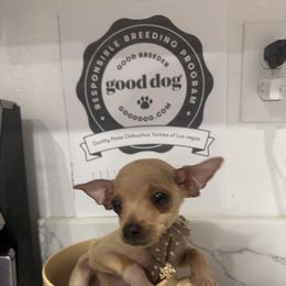 Mr Dots - Cream and white male Chihuahua puppy in Las Vegas, Nevada from Quality Poms Chihuahua Yorkies of Las vegas