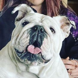 Bulldogs from AZ PREMIER BULLDOGS