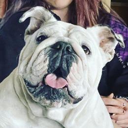 Bulldogs from AZ PREMIER BULLDOGS