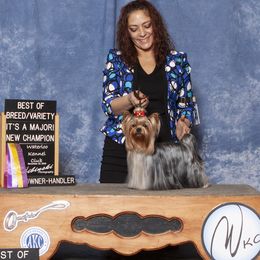 HASH  - Yorkshire Terrier