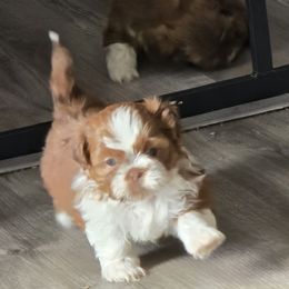 Jack Jr. - Red and white male Shih Tzu puppy in Filer, Idaho from Shih Tzu Kennels