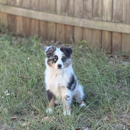 Miniature Australian Shepherd Puppies from Peace Creek Aussies