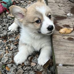 Pembroke Welsh Corgi Puppies from Newlands Insane Danes and Corgis
