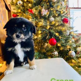 Miniature Australian Shepherd Puppies from Broken T Australian Shepherds