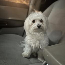 Coton de Tulear All Grown Up from Seven Seas Cotons