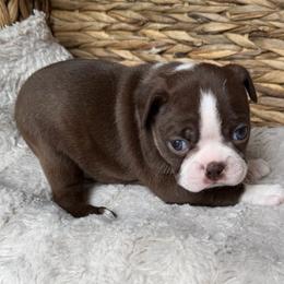 Marz - Red male Boston Terrier puppy in Charlotte, Michigan from Blue Diamond Danes