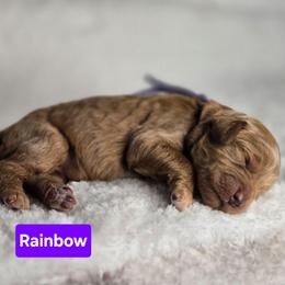 Rainbow - Apricot female Goldendoodle puppy in Summerville, South Carolina from Channys Doodles