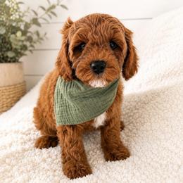 David now Kevin - Red male Cavapoo puppy in Ephrata, Washington from Mustard Seed Doodle Co.