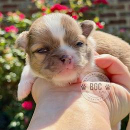Hunter - Fawn and white male Chihuahua puppy in Forsyth, Georgia from Brooks Grove Canines LLC