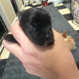 Oliver - Chocolate male Morkie puppy in Winston Salem, North Carolina from Patty’s Paws