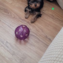 Yorkshire Terrier Puppies from Cantlon Yorkshire Terriers