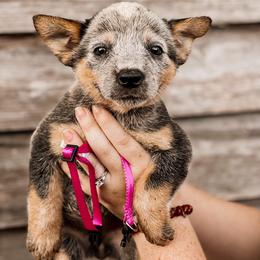 Australian Cattle Dog Puppies from Turnpike Creek Canines