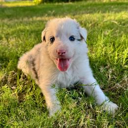 Stetson - Blue merle male Border Collie puppy in Mesa, Arizona from Ranch Girl Border Collies