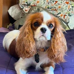Ari - Cavalier King Charles Spaniel
