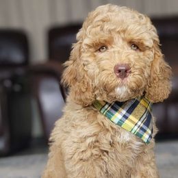 Orange - Caramel Australian Labradoodle puppy in Webster, Florida from Pemberley House Australian Labradoodles
