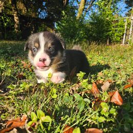 Pembroke Welsh Corgi Puppies from McMillion Corgis