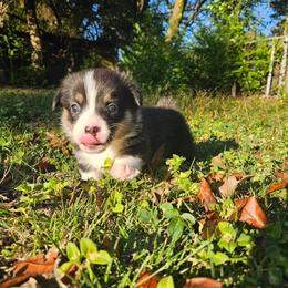 Pembroke Welsh Corgi Puppies from McMillion Corgis