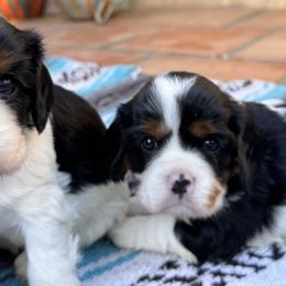 Eli - Tri-color female Cavalier King Charles Spaniel puppy in California from Tinkerpups