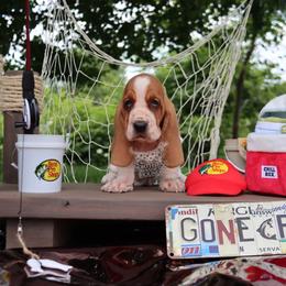 Tubi - Mahogany and white male Basset Hound puppy in Pollock, Missouri from Northstar
