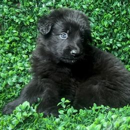 Shiloh Shepherd Puppies from Orchard Hills Shilohs