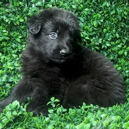 Shiloh Shepherd Puppies from Orchard Hills Shilohs