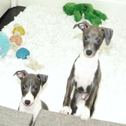 Milania Male 2 - Blue male Italian Greyhound puppy in Sparta Tn And Caryville Fl, Tennessee from Summerwind Kennel