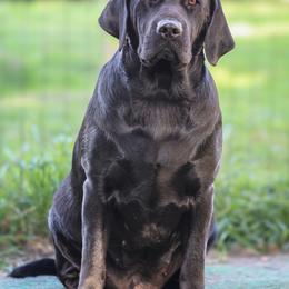 Betty - Labrador Retriever