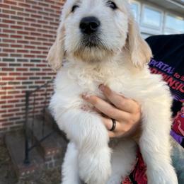 Eliora (yellow) - Cream female Goldendoodle puppy in Portsmouth, Virginia from Hopping Howlers Ranch