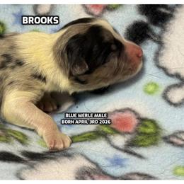 Brooks - Blue merle male Australian Shepherd puppy in Bethany, Connecticut from Wynter Thyme Manor Australian shepherds