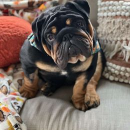 Creepy - Bulldog
