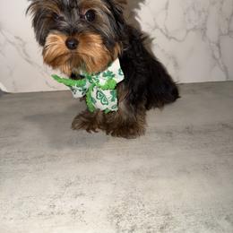 SAM VERY HANDSOME - Black and gold male Yorkshire Terrier puppy in Maple Heights, Ohio from Yorkiesllc