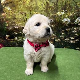 Julie - Light golden female Golden Retriever puppy in Adair, Oklahoma from Rejoice Retrievers
